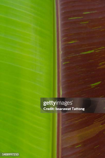 musa siam ruby. it is imported from indonesia. in general, the leaves of the indo red banana are red throughout. but for a special plant, it is a plant with a spotted pattern on the leaves. - banana plant isolated white stock-fotos und bilder