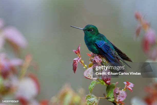 great sapphirewing - colombia flowers stock pictures, royalty-free photos & images