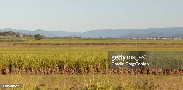sugarcane field, qld, australia - sugar cane field stock-fotos und bilder