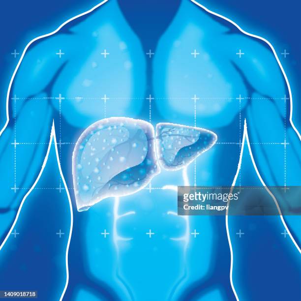 human liver - adipose cell stock illustrations
