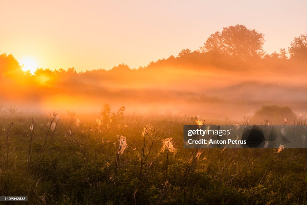 Foggy sunrise in a meadow with cobwebs in the foreground