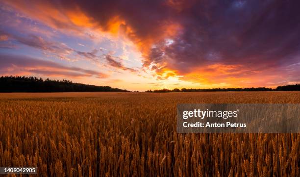 wheat field at sunset. beautiful rural landscape - ukraine landscape bildbanksfoton och bilder