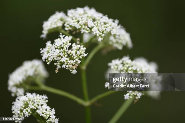 blühender baldrian - valeriana officinalis stock pictures, royalty-free photos & images
