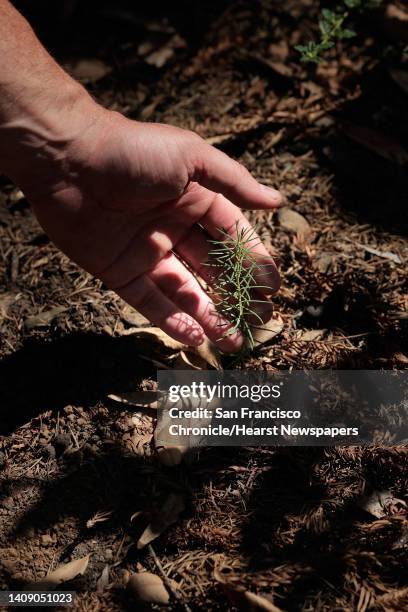 Ian Leggat holds a douglas fir seedling that is growing on the mountainside near his home off Mt. Vedeer Road in Napa, Calif., on Tuesday, September...