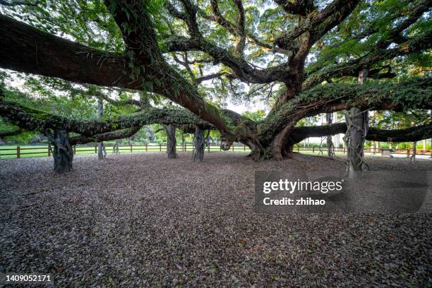 big banyan tree branches - biggest stock pictures, royalty-free photos & images