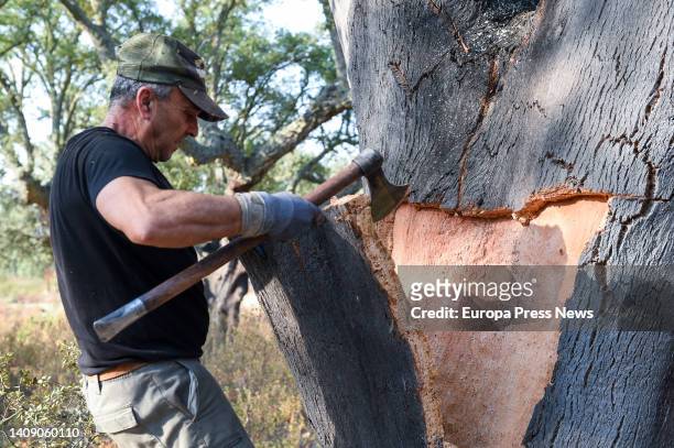 Man extracts cork from a jun tree on the Valdelayegua de la Casa estate, on 15 July, 2022 in Aliseda, Caceres, Extremadura, Spain. Cork harvesting in...