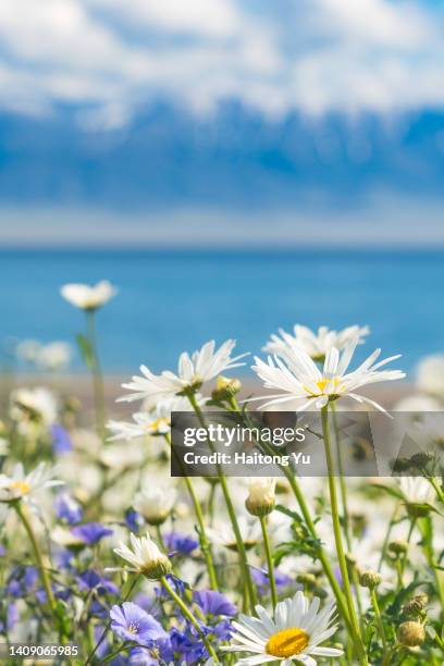 wild flowers beside sayram lake, xinjiang - plateau ストックフォトと画像