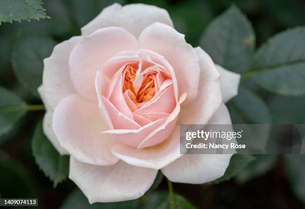 196 Pink Tea Rose Stock Photos, High-Res Pictures, and Images - Getty ...