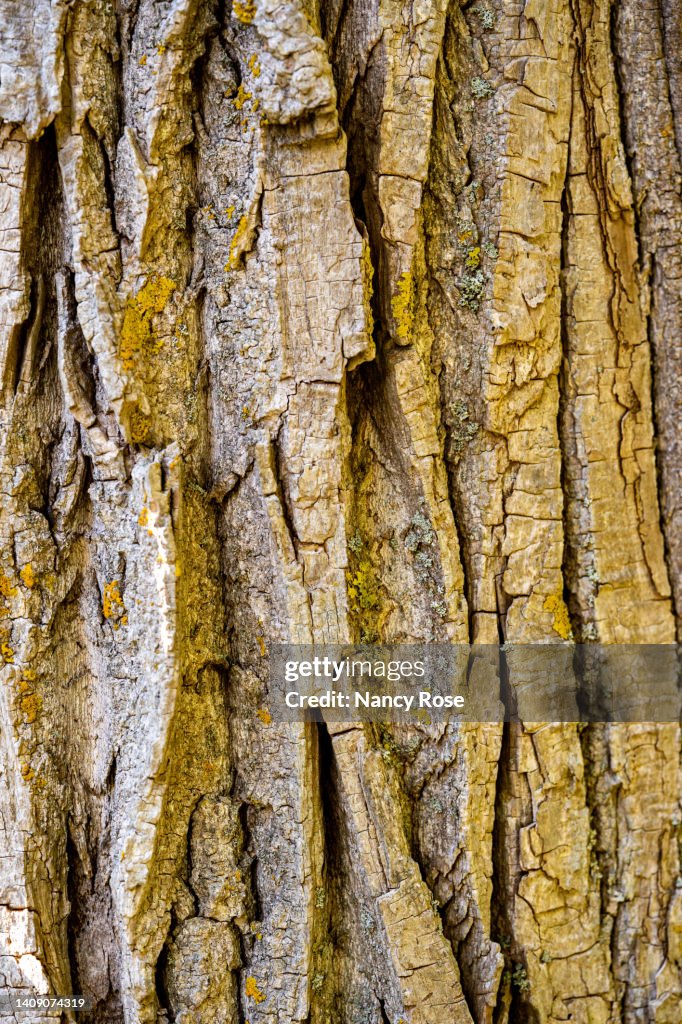 Eastern cottonwood tree trunk close up