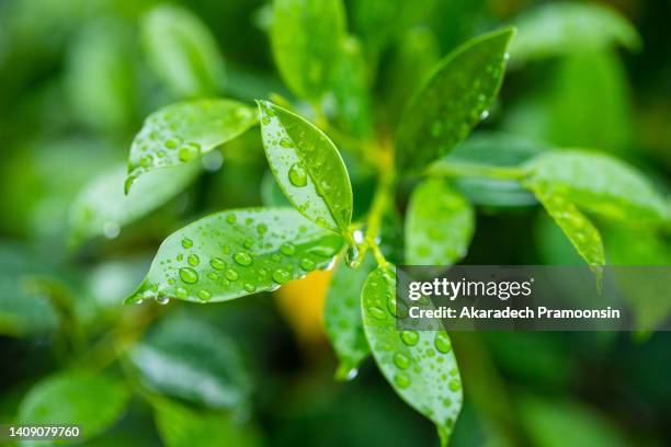 green leaves of the korean taiwan tree have raindrops on the leaves. - benjamin stock-fotos und bilder