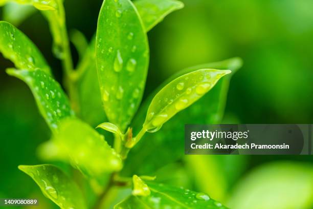 macro shot of green leaves plants with raindrops on the leaves - benjamin stock-fotos und bilder