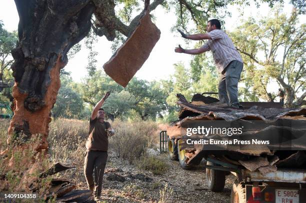 Laborers extract cork from jun tree on the Valdelayegua de la Casa estate, on 15 July, 2022 in Aliseda, Caceres, Extremadura, Spain. Cork harvesting...