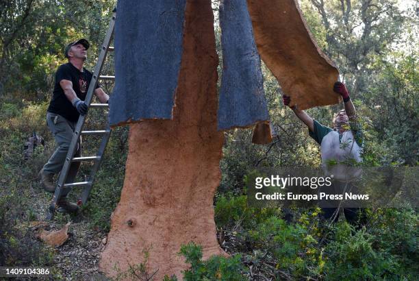 Laborers extract cork from jun tree on the Valdelayegua de la Casa estate, on 15 July, 2022 in Aliseda, Caceres, Extremadura, Spain. Cork harvesting...