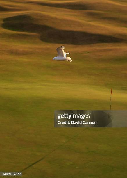 Seagull flies over the flagstick and hole location on the 18th green during the second round of The 150th Open on The Old Course at St Andrews on...