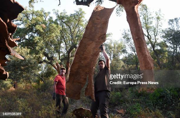 Laborers extract cork from a tree on the Valdelayegua de la Casa estate on July 15 in Aliseda, Caceres, Extremadura, Spain. Cork harvesting in...
