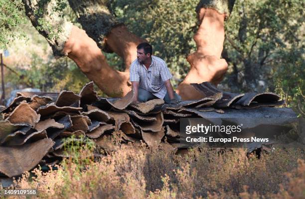 Laborers extract cork from a tree on the Valdelayegua de la Casa estate on July 15 in Aliseda, Caceres, Extremadura, Spain. Cork harvesting in...