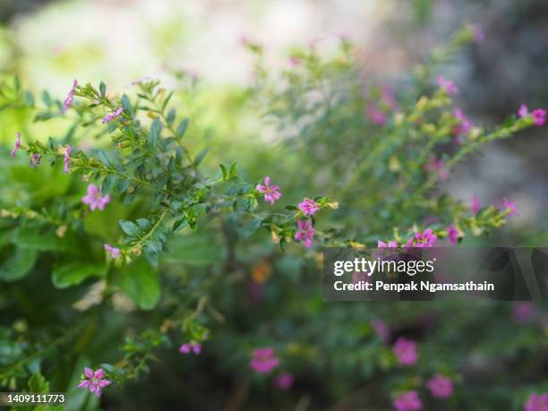 cuphea hyssopifolia kunth
lythraceae little pink flower blooming in garden nature ​background​ - weeping willow stock pictures, royalty-free photos & images