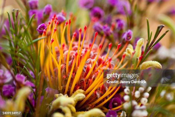 bunch of flowers - protea stock pictures, royalty-free photos & images