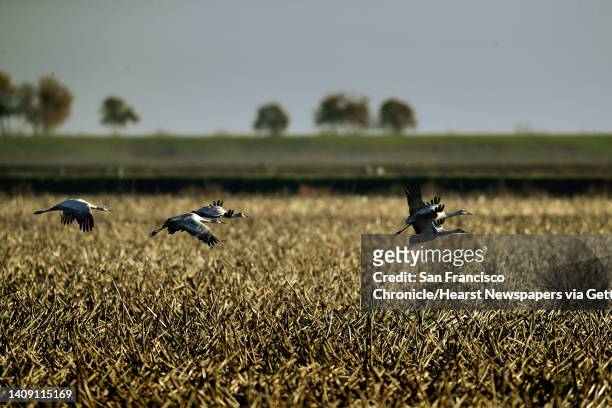 Sandhill Cranes fly over farmland on Staten Island in the Sacramento-San Joaquin Delta near Walnut Grove, Calif., on Monday, January 6, 2020. A fight...