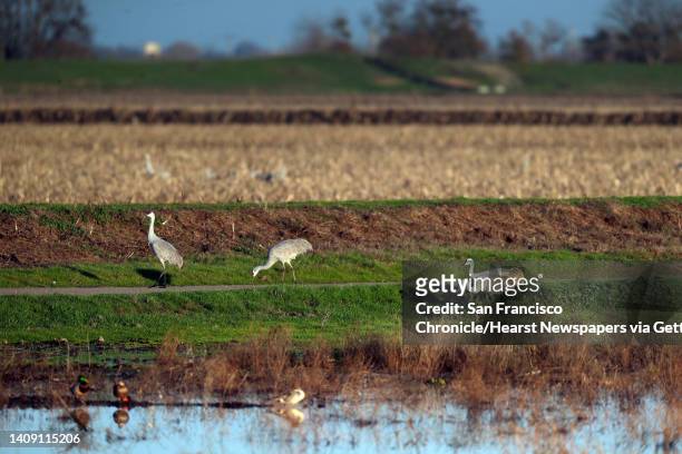 Sandhill Cranes look for food in farmland on Staten Island in the Sacramento-San Joaquin Delta near Walnut Grove, Calif., on Monday, January 6, 2020....