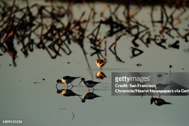 Black necked stilts look for food in a flooded farm field on Staten Island in the Sacramento-San Joaquin Delta near Walnut Grove, Calif., on Monday,...