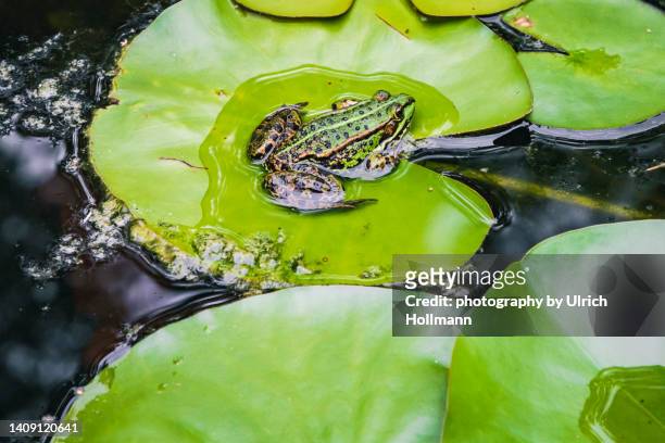 close up of frog in pond - frogs in wetlands stock-fotos und bilder
