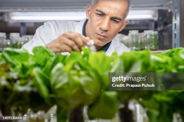 taiwanese sustainability researcher observing lettuce growth - i was turning into a vegetable stock pictures, royalty-free photos & images