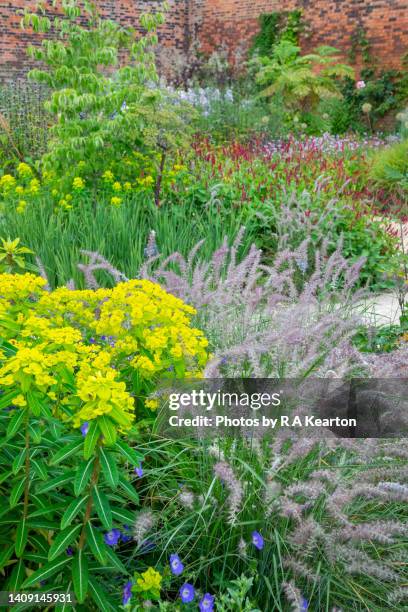 mixed perennials in a mid summer garden - euphorbiaceae stock pictures, royalty-free photos & images