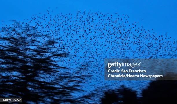 European starlings fly in murmurations above Mt. Olivet Catholic Cemetery in San Rafael, Calif., on Sunday, January 3, 2021. The flocks of birds...