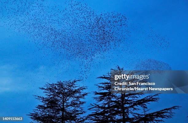 European starlings fly in murmurations above Mt. Olivet Catholic Cemetery in San Rafael, Calif., on Sunday, January 3, 2021. The flocks of birds...