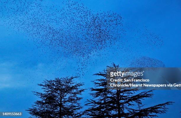 European starlings fly in murmurations above Mt. Olivet Catholic Cemetery in San Rafael, Calif., on Sunday, January 3, 2021. The flocks of birds...