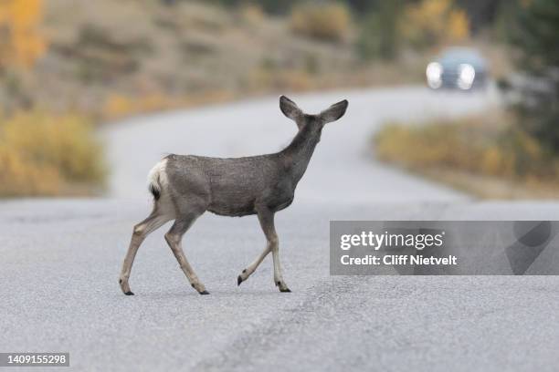 mule deer fawn and car - deer stock pictures, royalty-free photos & images