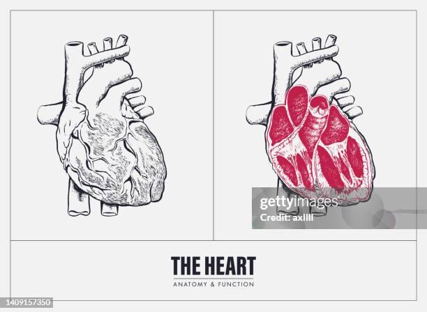 human heart anatomy - heart valve stock illustrations
