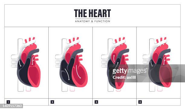 ilustraciones, imágenes clip art, dibujos animados e iconos de stock de anatomía de la función cardíaca humana - heart ventricle