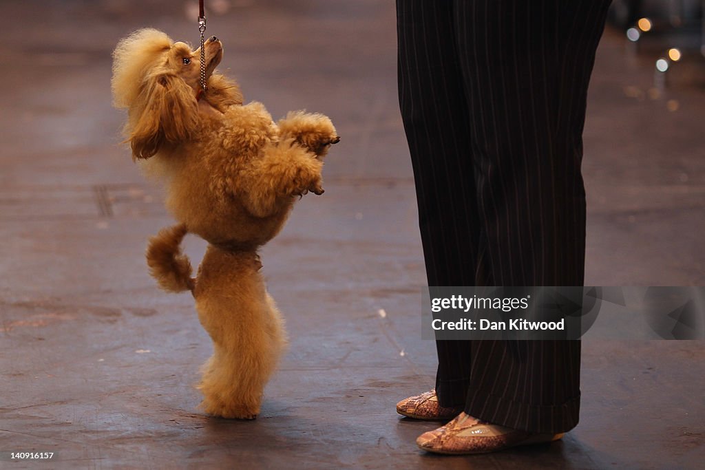 Dogs And Owners Gather For 2012 Crufts Dog Show