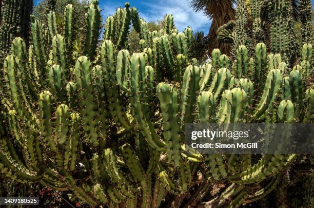 polaskia chichipe, a columnar tree-like cactus, in a cactus garden - treelike stock pictures, royalty-free photos & images