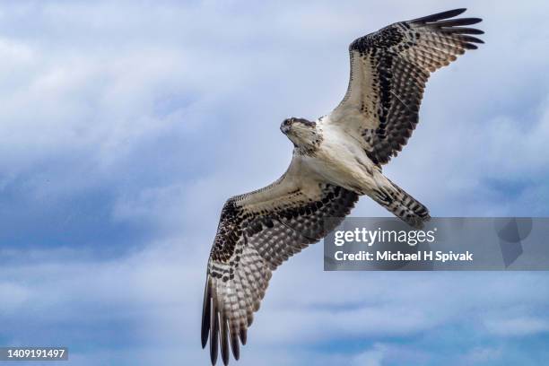 osprey - falcon stock pictures, royalty-free photos & images