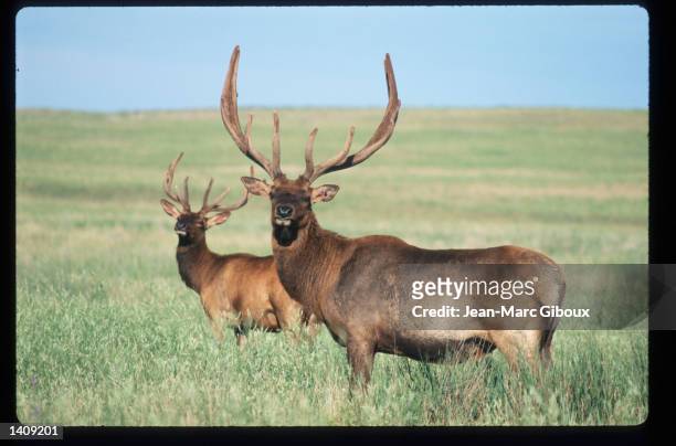 Mule deer graze August 1, 1996 in the Black Hills region of South Dakota. Sioux tribe members continue to fight the US government over the rights to...