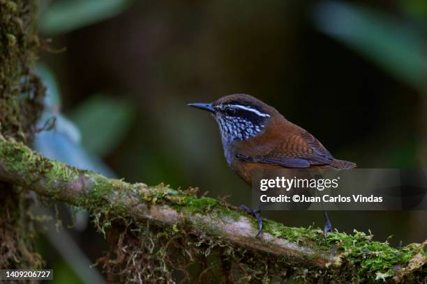 munchique wren - endangered species bird stock pictures, royalty-free photos & images