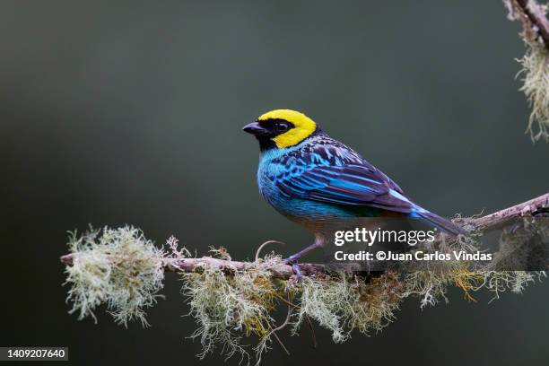 saffron-crowned tanager - zangvogels stockfoto's en -beelden
