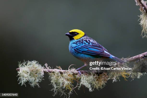 saffron-crowned tanager - sångfågel bildbanksfoton och bilder