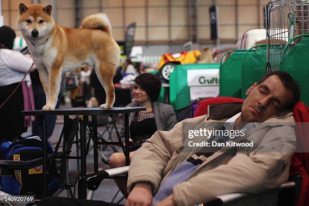 Japanese Shiba Inu' stands on a grooming table beside a man sleeping on day one of Crufts at the Birmingham NEC Arena on March 8, 2012 in Birmingham,...