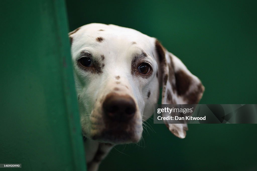 Dogs And Owners Gather For 2012 Crufts Dog Show