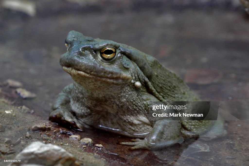 Sonoran desert toad