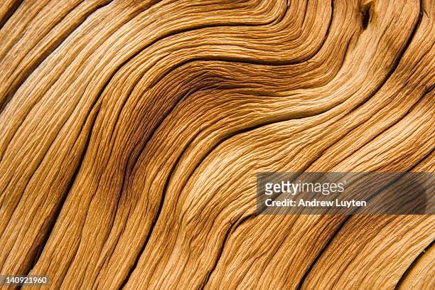 weathered tree trunk texture iii - wood material - fotografias e filmes do acervo