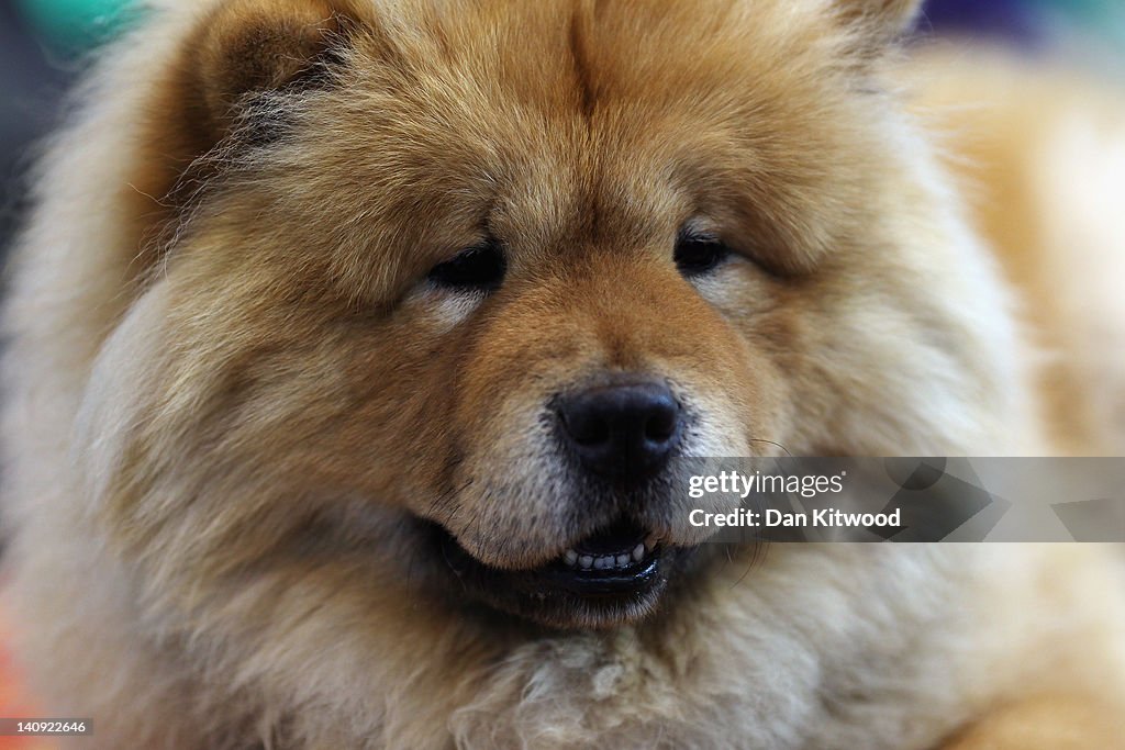 Dogs And Owners Gather For 2012 Crufts Dog Show