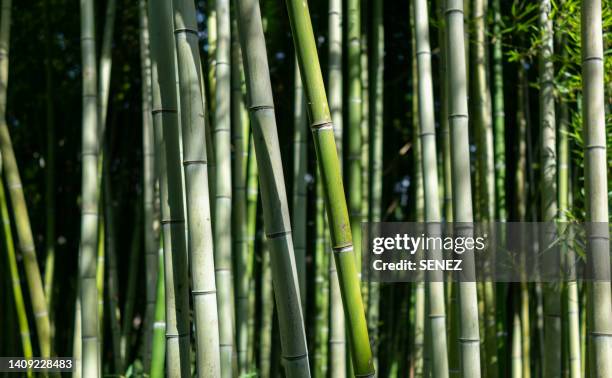 green leaves for background, bamboo grove - bamboo leaf stock pictures, royalty-free photos & images