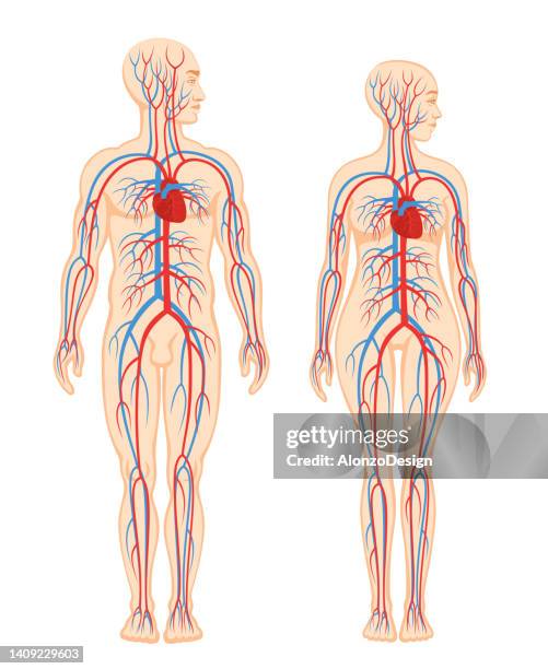 ilustraciones, imágenes clip art, dibujos animados e iconos de stock de sistema circulatorio humano. cuerpos masculinos y femeninos. - vena cava vena humana