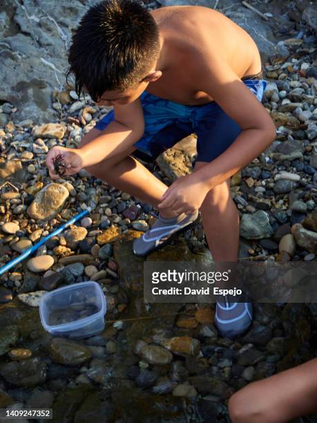 young boy holding a crab while enjoying playing at rocky beach. - crab meat stock pictures, royalty-free photos & images