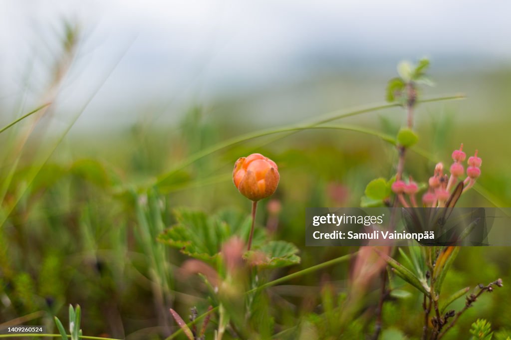 Single Cloudberry